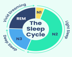 The Sleep Cycle