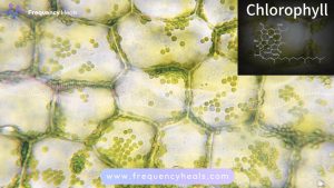 Chlorophyll