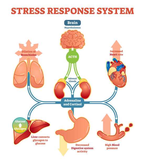 Stress Response System