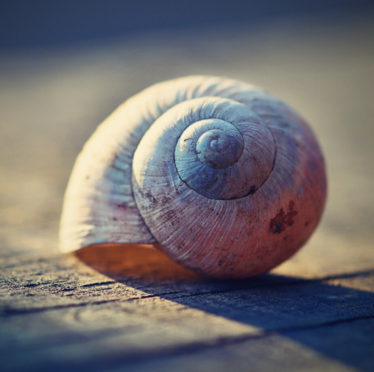 seashell