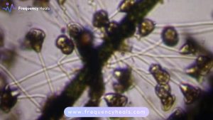 Candida Balance