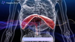 Diaphragm Support