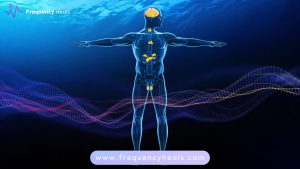 Endocrine System Balance