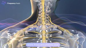 Neck Spinal Nerve Pinching Support