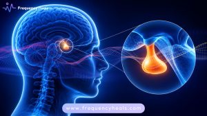 pituitary gland activation
