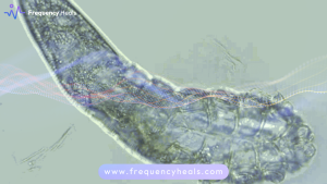 Dust mite