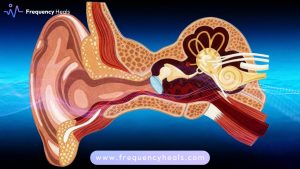 Inner ear support