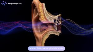 clogged ear support