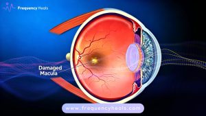 Macular Degeneration Support