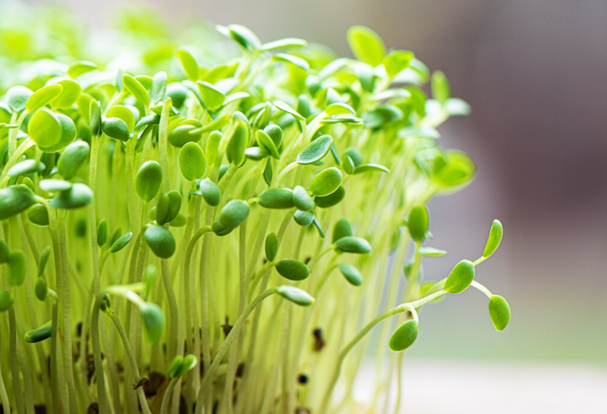 30 day scalar energy and germination experiment