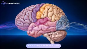 Brain Cortex Support
