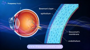Fuchs Endothelial Dystrophy