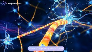 Myelin Sheath Support