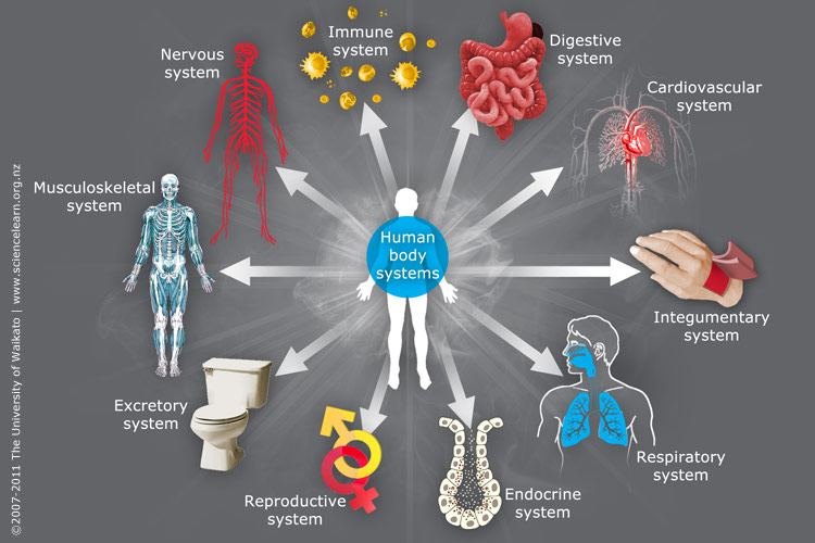 body systems